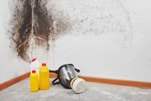 Mold Removal Process in Englewood, FL
