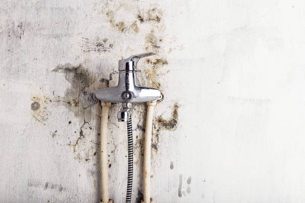 Office Mold Removal Services in Englewood, FL