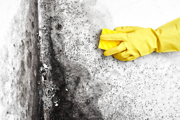 Attic Mold Removal in Englewood, FL