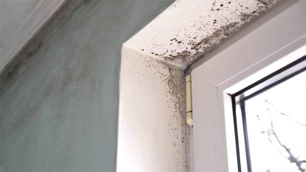 Best Attic Mold Removal  in Englewood, FL