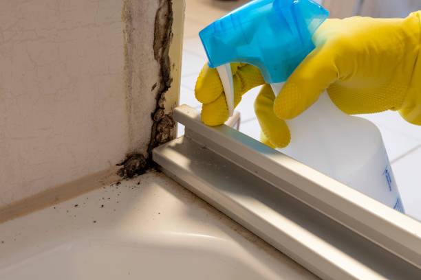 Professional Mold Removal in Englewood, FL