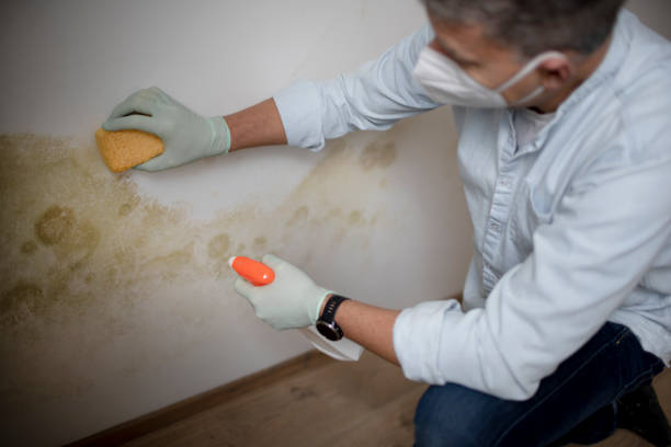 Best Mold Removal Process  in Englewood, FL