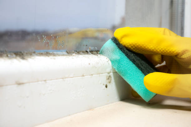 Home Mold Removal in Englewood, FL