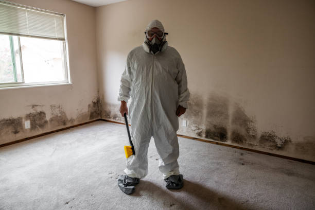 Best Emergency Mold Removal  in Englewood, FL
