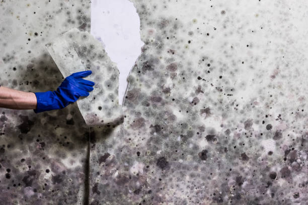 Best Office Mold Removal Services  in Englewood, FL